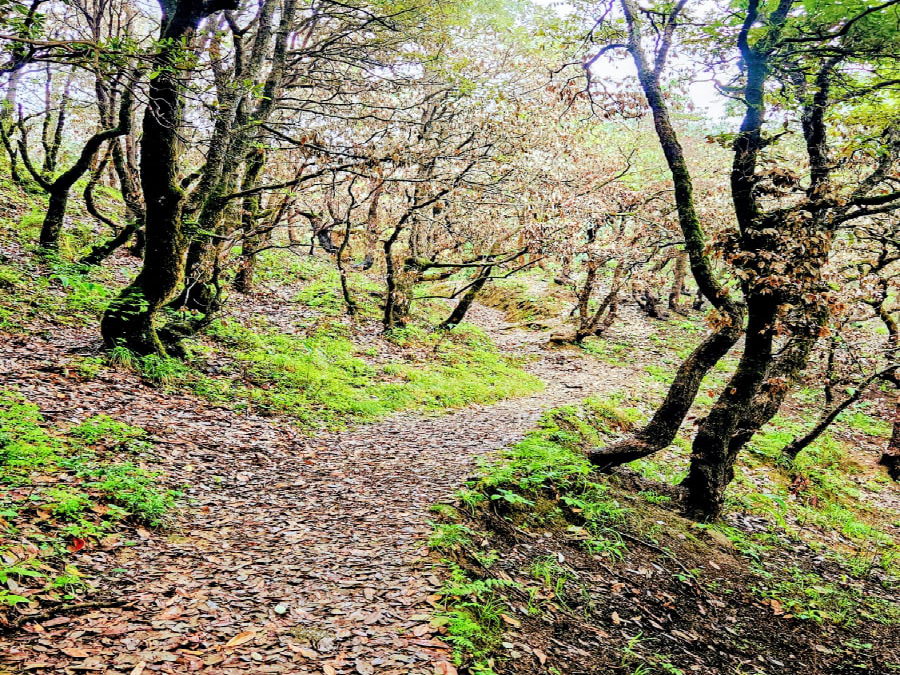 Chail Flora and Nature Walk