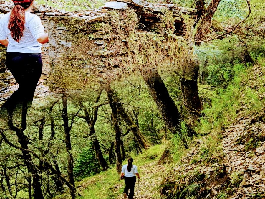 Forest trekking trail near Chail